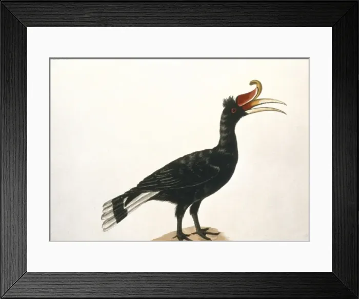 Framed Print : Watercolour fomr the Sir Ashton Lever Collection Framed Print : Watercolour fomr the Sir Ashton Lever Collection