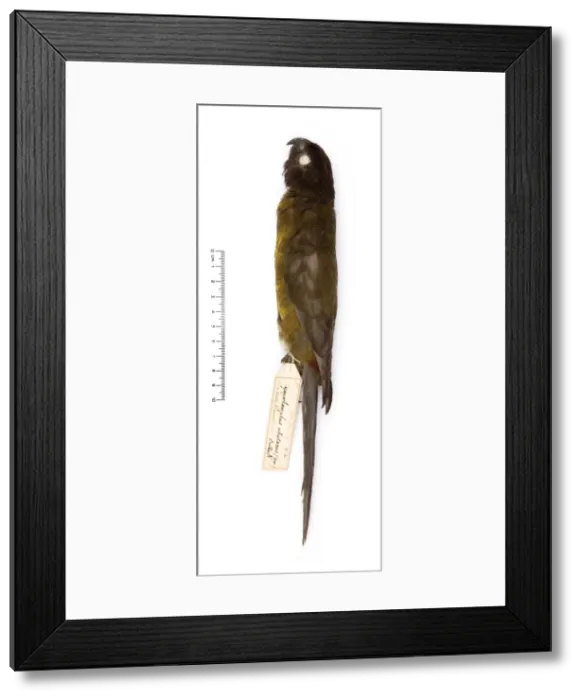 Framed Print : Cyanoramphus ulietanus, Raiatea parakeet Framed Print : Cyanoramphus ulietanus, Raiatea parakeet