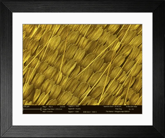 Framed Print : Artogeia napi, green-veined white Framed Print : Artogeia napi, green-veined white