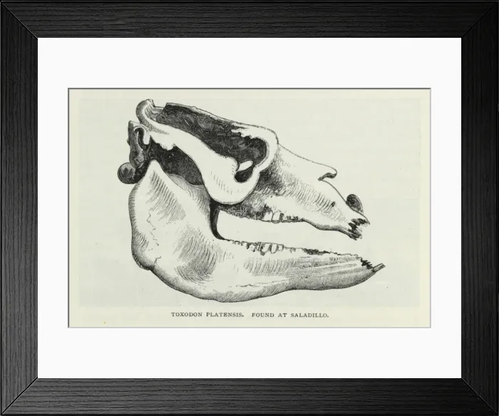 Framed Print : Toxodon Platensis, found at Sadillo Framed Print : Toxodon Platensis, found at Sadillo
