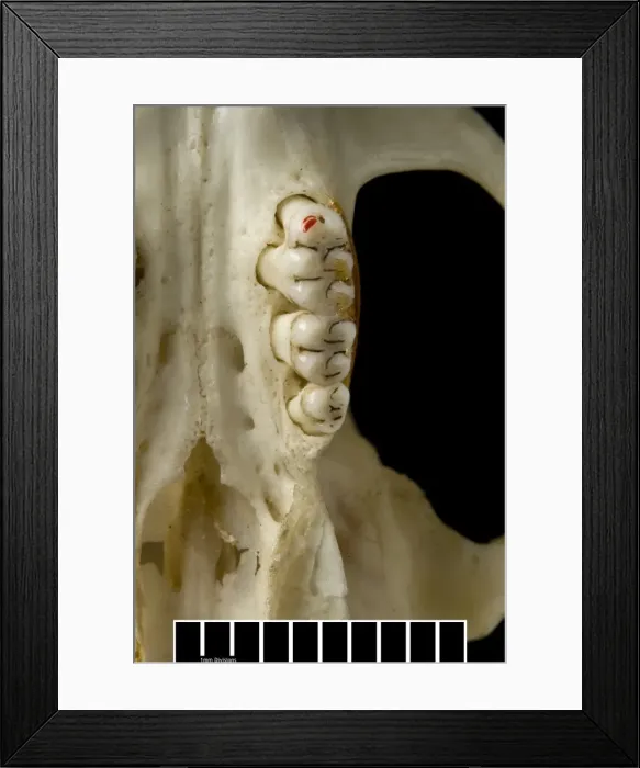 Framed Print : Megalomys luciae, saint lucia giant rice rat (holotype) Framed Print : Megalomys luciae, saint lucia giant rice rat (holotype)