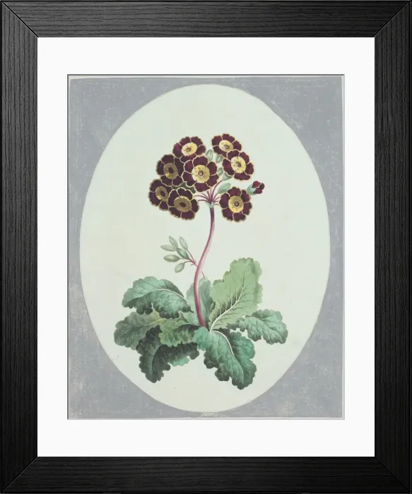 Framed Print : Polyanthus Framed Print : Polyanthus