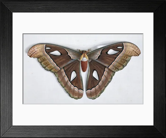 Framed Print : Asian moth Framed Print : Asian moth
