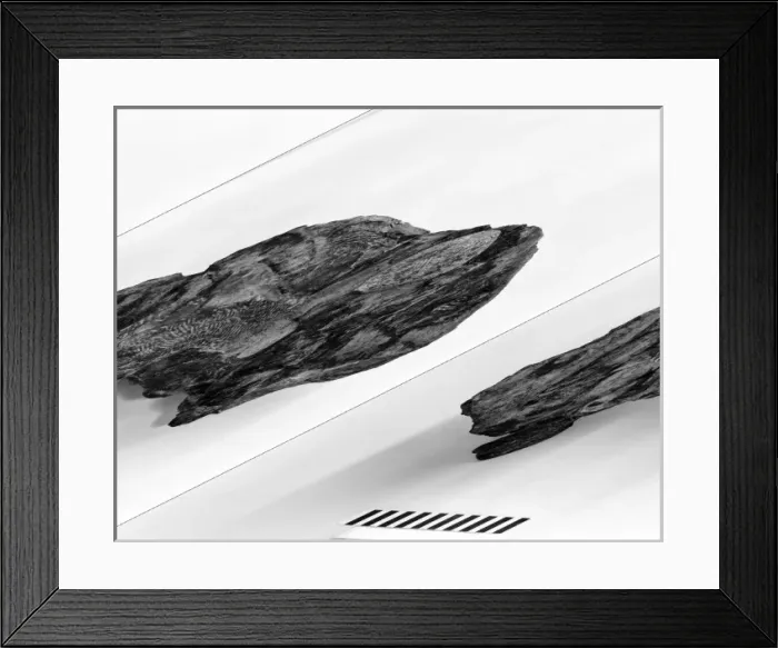 Framed Print : Dicynodon leoniceps Framed Print : Dicynodon leoniceps