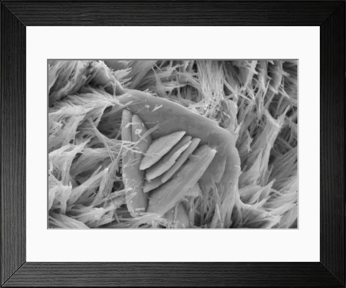 Framed Print : Malachite Framed Print : Malachite