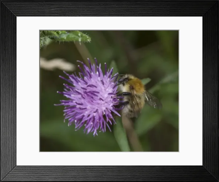 Framed Print : Bombus pascorum, common carder bee Framed Print : Bombus pascorum, common carder bee