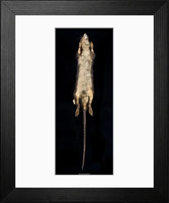 Framed Print : Megalomys desmarestii, antillean giant rice rat Framed Print : Megalomys desmarestii, antillean giant rice rat