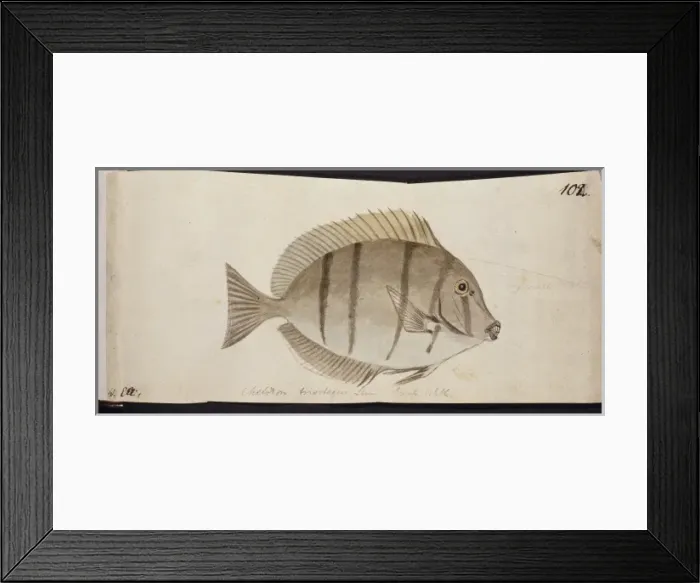 Framed Print : Plate 102 by William Ellis Framed Print : Plate 102 by William Ellis