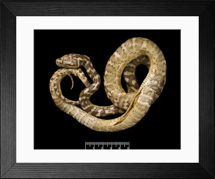 Framed Print : Morelia spilota variegata, carpet python Framed Print : Morelia spilota variegata, carpet python