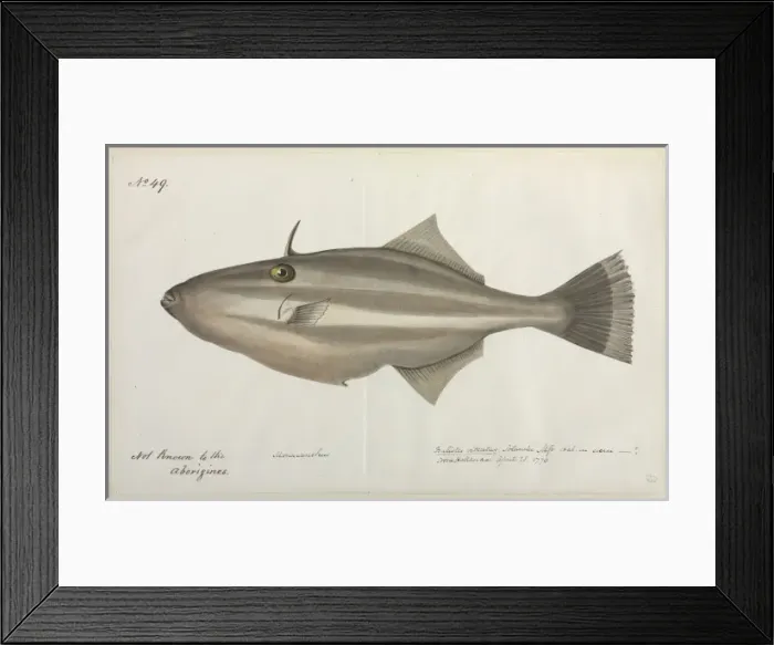 Framed Print : Fish illustration Framed Print : Fish illustration