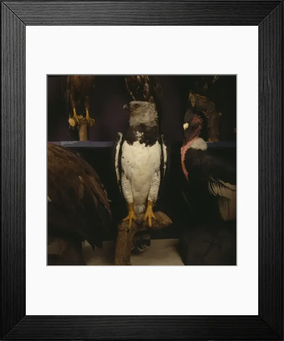 Framed Print : Harpia harpyja, harpy eagle Framed Print : Harpia harpyja, harpy eagle