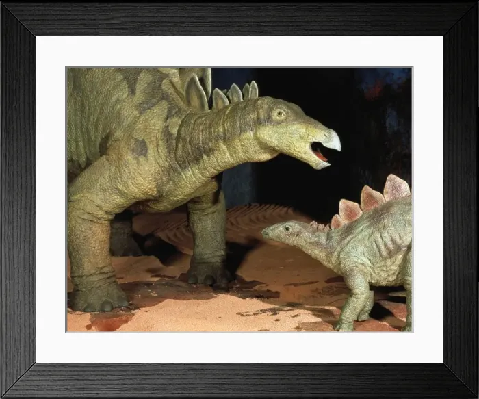 Framed Print : Stegosaurus Framed Print : Stegosaurus