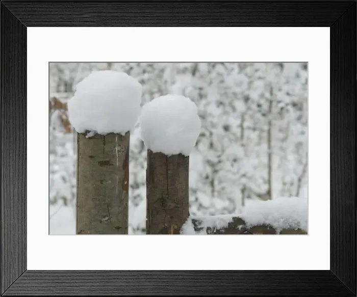 Framed Print : The Wildlife Garden