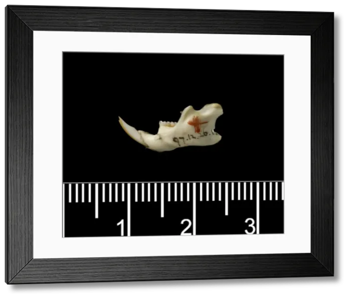 Framed Print : Oligoryzomys victus, St. Vincent pygmy rice rat Framed Print : Oligoryzomys victus, St. Vincent pygmy rice rat