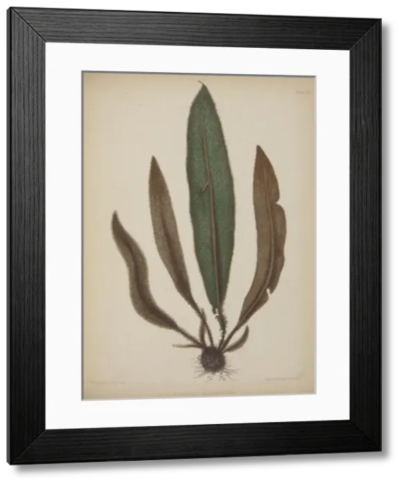 Framed Print : Acrostichum squamosum Framed Print : Acrostichum squamosum