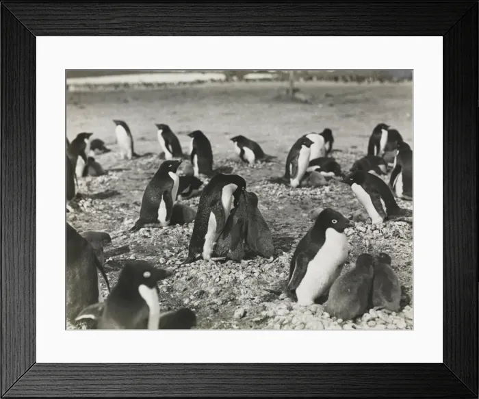 Framed Print : Group of Adeliee Penguins feeding their young Framed Print : Group of Adeliee Penguins feeding their young