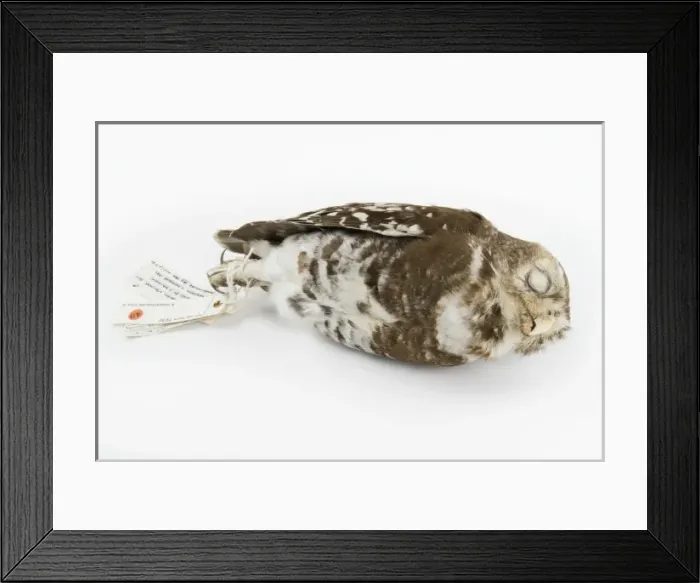 Framed Print : Athene blewitti, forest owlet Framed Print : Athene blewitti, forest owlet