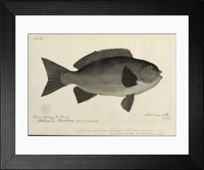 Framed Print : Fish illustration Framed Print : Fish illustration