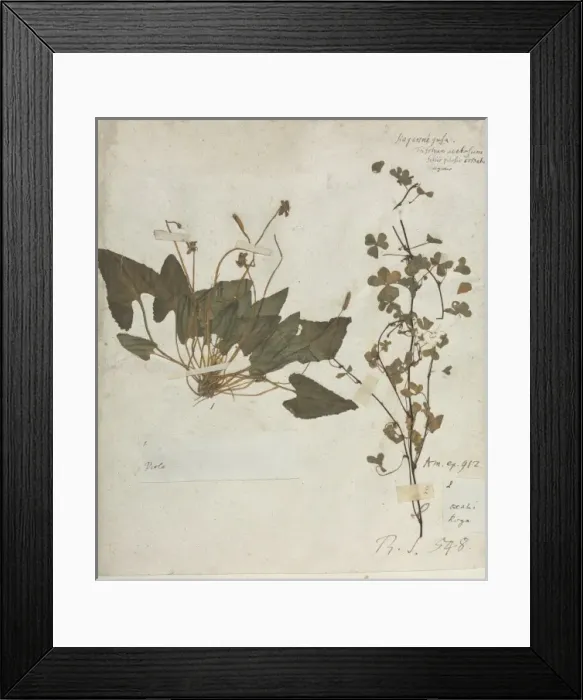 Framed Print : Viola specimen taken from Hans Sloane Vol.211 page 29 Framed Print : Viola specimen taken from Hans Sloane Vol.211 page 29