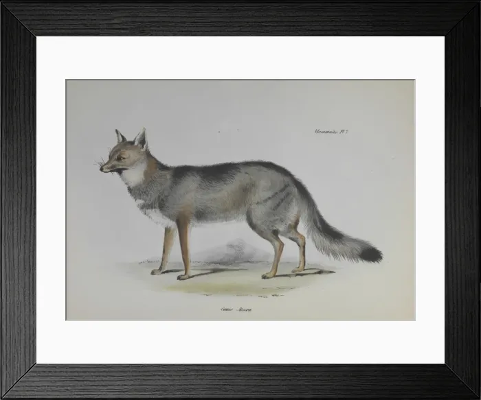 Framed Print : Fox. An illustration (Plate 7, Mammals) from the Zoology of the Beagle Framed Print : Fox. An illustration (Plate 7, Mammals) from the Zoology of the Beagle