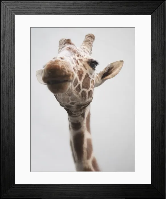 Framed Print : Giraffa camelopardalis, giraffe Framed Print : Giraffa camelopardalis, giraffe
