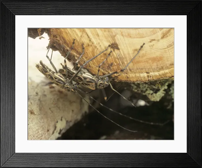 Framed Print : Acrocinus longimanus, Harlequin beetle Framed Print : Acrocinus longimanus, Harlequin beetle