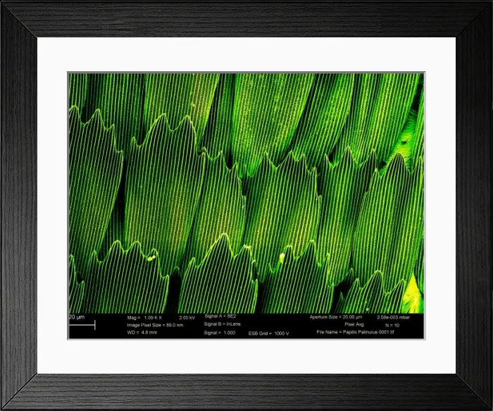 Framed Print : Papilio palinurus, emerald swallowtail Framed Print : Papilio palinurus, emerald swallowtail