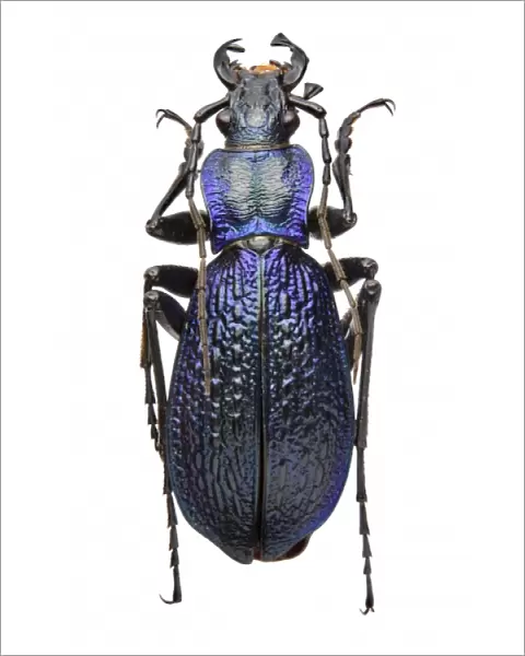 Carabus intricatus, blue ground beetle