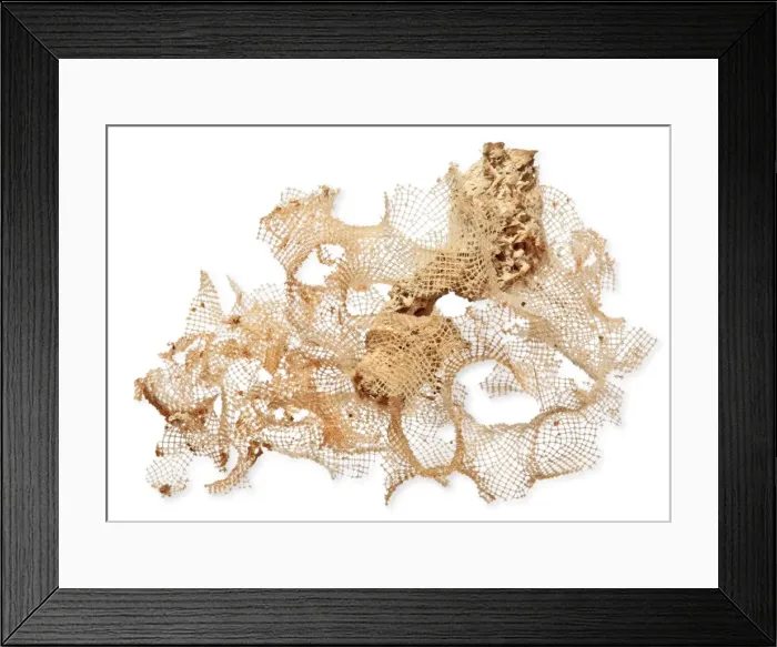 Framed Print : Calyptrella tenuissima Framed Print : Calyptrella tenuissima