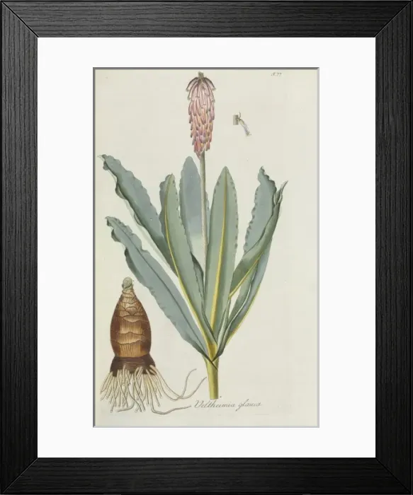 Framed Print : Veltheimia glauca, lily Framed Print : Veltheimia glauca, lily