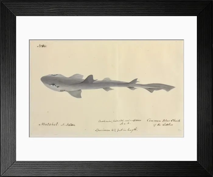 Framed Print : Common blue shark illustration Framed Print : Common blue shark illustration