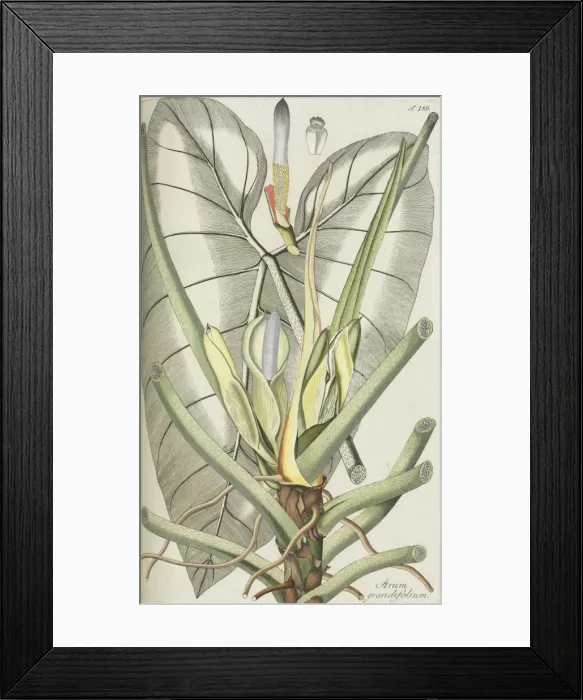Framed Print : Arum grandiflorum Framed Print : Arum grandiflorum