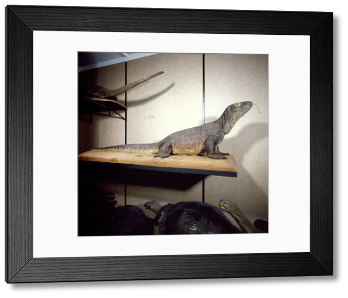 Framed Print : Varanus komodoensis, Komodo dragon Framed Print : Varanus komodoensis, Komodo dragon