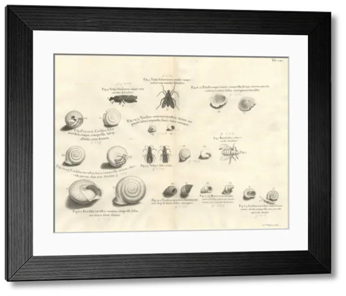 Framed Print : Shell and insect illustration Framed Print : Shell and insect illustration