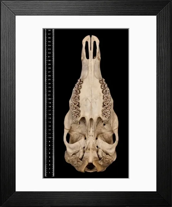 Framed Print : Cervus unicolor brookei Framed Print : Cervus unicolor brookei