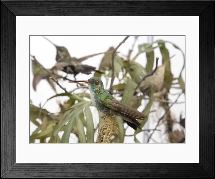 Framed Print : Hummingbird specimen Framed Print : Hummingbird specimen