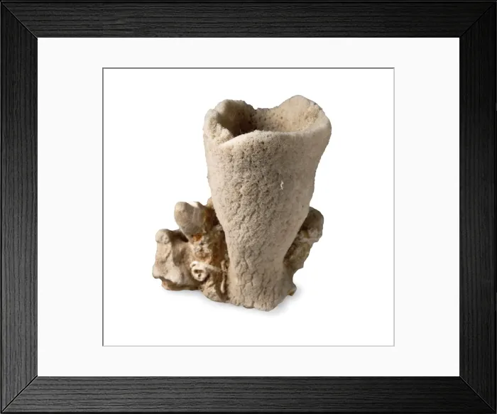 Framed Print : Discodermid sponge Framed Print : Discodermid sponge