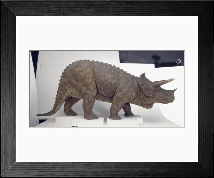 Framed Print : Triceratops Framed Print : Triceratops