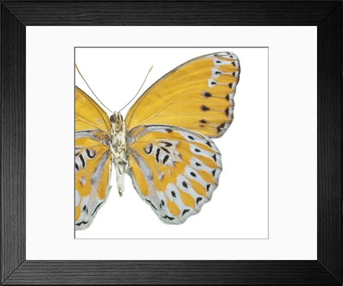Framed Print : Crenidomimas concordia, butterfly Framed Print : Crenidomimas concordia, butterfly