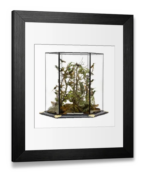 Framed Print : Agyrtria niveipectus, hummingbird display Framed Print : Agyrtria niveipectus, hummingbird display