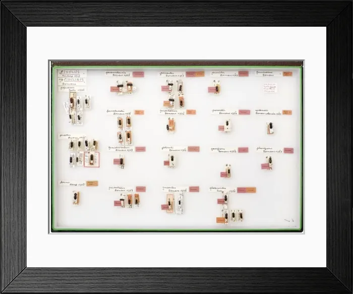 Framed Print : Stag Beetle Collection of Hughes Bomans Framed Print : Stag Beetle Collection of Hughes Bomans