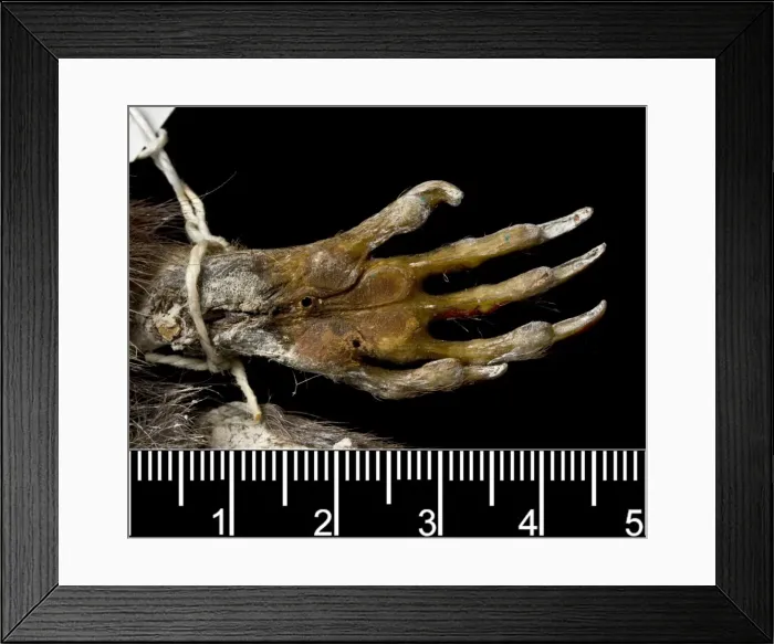 Framed Print : Megalomys desmarestii, antillean giant rice rat (holotype) Framed Print : Megalomys desmarestii, antillean giant rice rat (holotype)