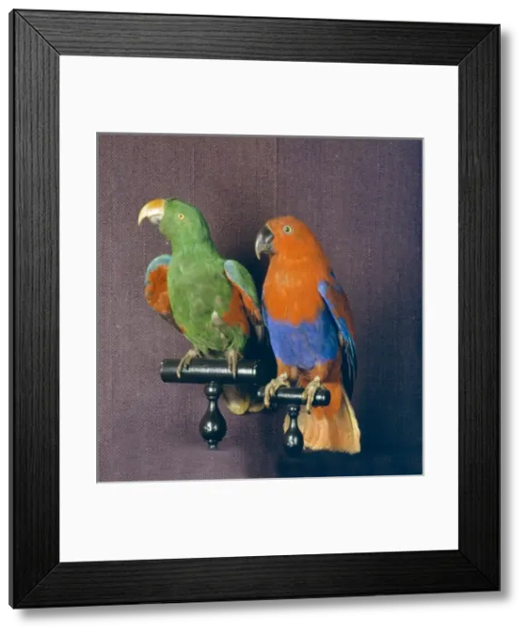Framed Print : Eclectus roratus, eclectus parrot Framed Print : Eclectus roratus, eclectus parrot