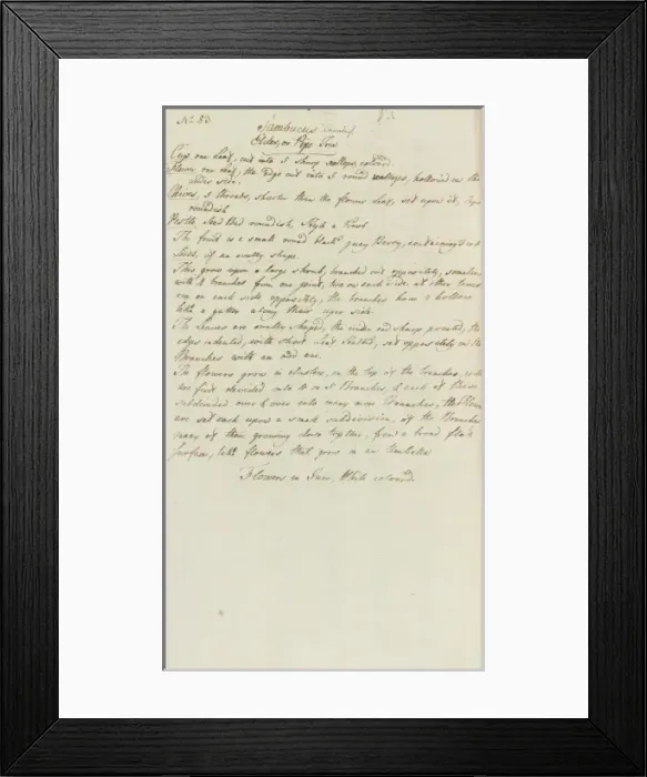 Framed Print : Jane Coldens Manuscript Plantas Framed Print : Jane Coldens Manuscript Plantas