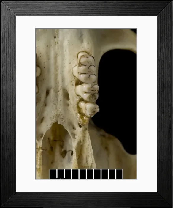 Framed Print : Megalomys desmarestii, antillean giant rice rat Framed Print : Megalomys desmarestii, antillean giant rice rat