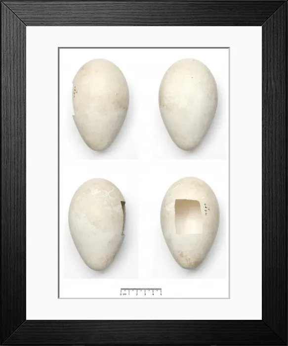 Framed Print : Aptenodytes forsteri, Emperor Penguin egg Framed Print : Aptenodytes forsteri, Emperor Penguin egg
