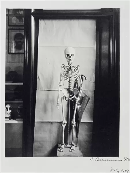 Skeleton of Negrillo or pigmy