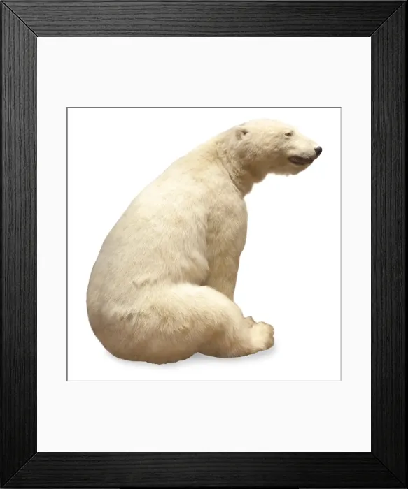 Framed Print : Ursus maritimus, Polar bear Framed Print : Ursus maritimus, Polar bear
