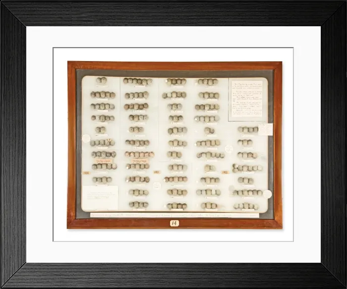 Framed Print : Cukoo and host eggs Framed Print : Cukoo and host eggs