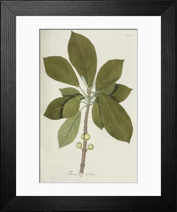 Framed Print : Ficus scabra Framed Print : Ficus scabra